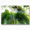 Bamboo Trail, Kyoto - Acrylic Facemount