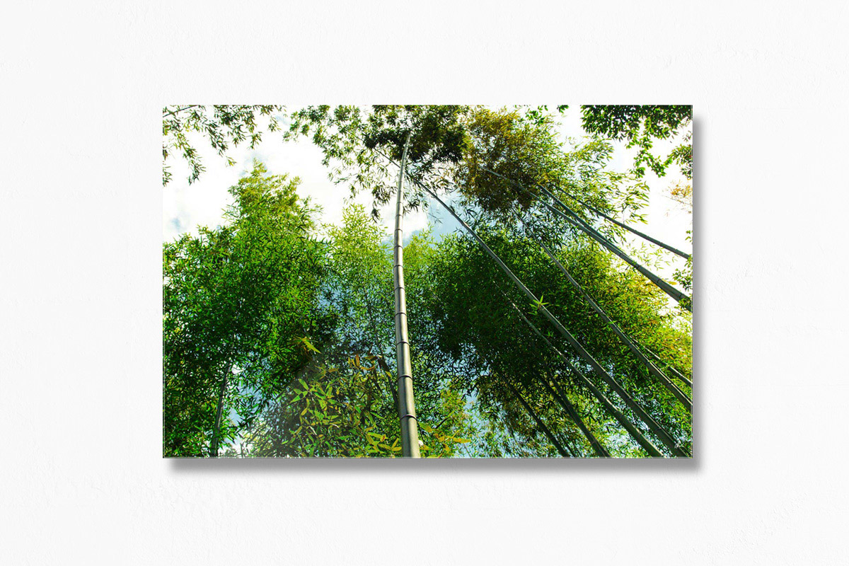 Bamboo Trail, Kyoto - Acrylic Facemount