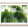 Bamboo Trail, Kyoto - Oak Frame
