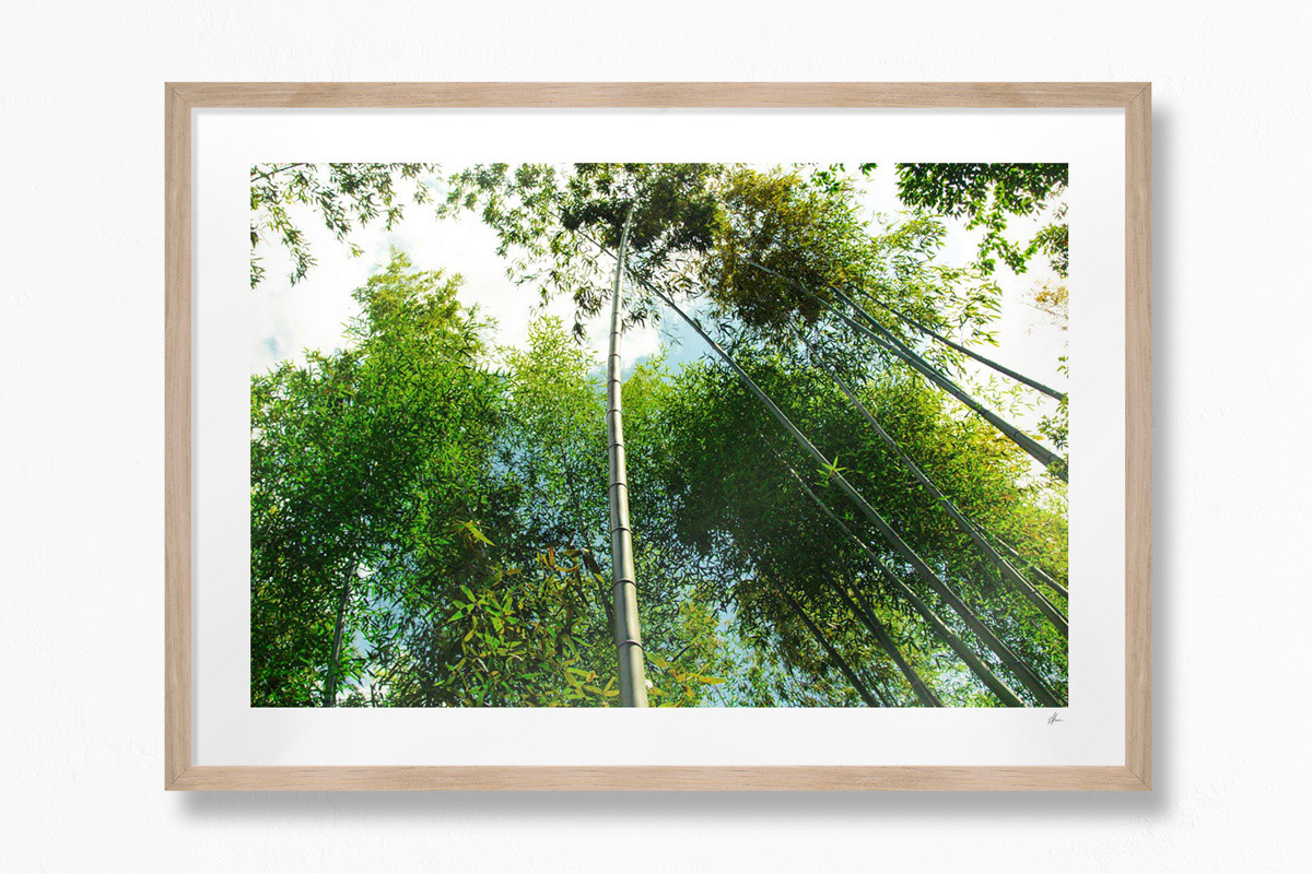 Bamboo Trail, Kyoto - Oak Frame