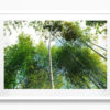 Bamboo Trail, Kyoto - White Frame