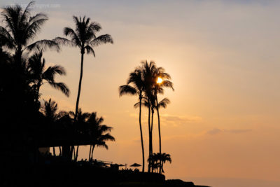 Palm Tree Colourful Sunset. Happy Hour, Hawaii
