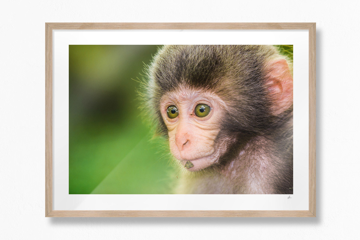 Monkey See Monkey Do, Kyoto - Oak Frame