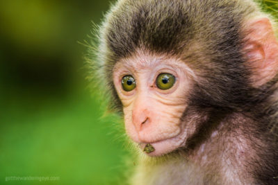 Monkey See Monkey Do, Kyoto. Baby Monkey Japan