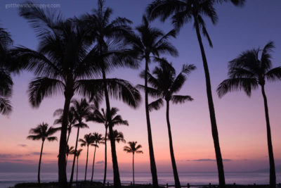 Palm Tree Paradise Hawaii