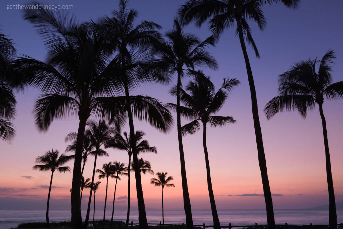 Palm Tree Paradise Hawaii