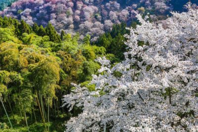 Bamboo Blossoms, Yoshino. Yoshino Cherry Blossoms