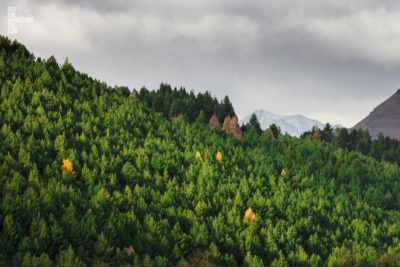 Mountain Pines, Queenstown