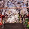 Sakura Steps Cherry Blossom Season. Arakurayama Sengen Park