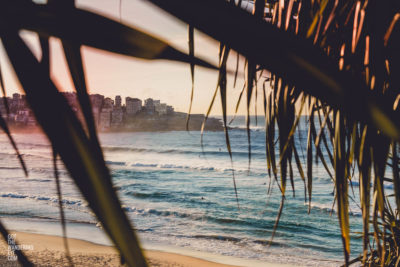 Bondi Beach Sydney Summer. Looking through Palm leaves to the iconic beach.