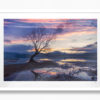 That Wanaka Tree - Image 3