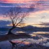 That Wanaka Tree