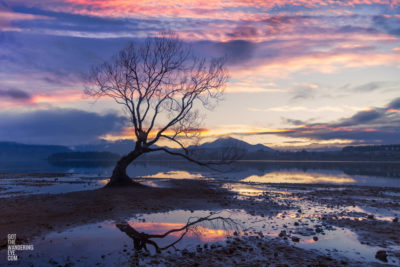 That Wanaka Tree