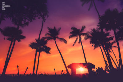 Palm Tree Sunset Hawaii. Fiery Orange sky