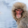 Snow Monkey In natural hot springs in winter