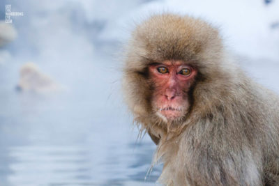 Snow Monkey In natural hot springs in winter