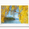 Autumn Queenstown. Yellow leaves with mountain and lake in the background