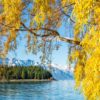 Autumn Queenstown. Yellow leaves with mountain and lake in the background