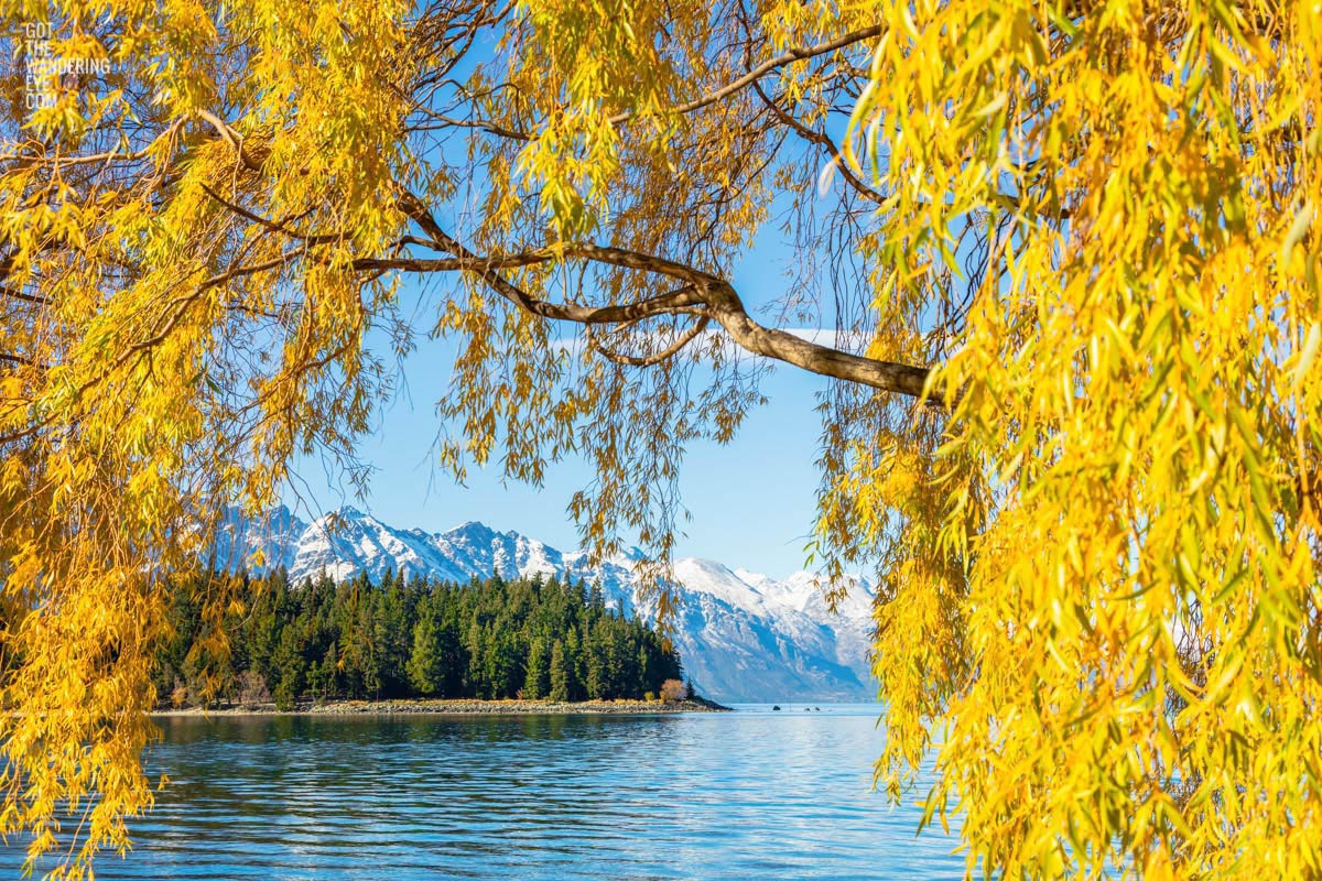 Autumn Queenstown. Yellow leaves with mountain and lake in the background