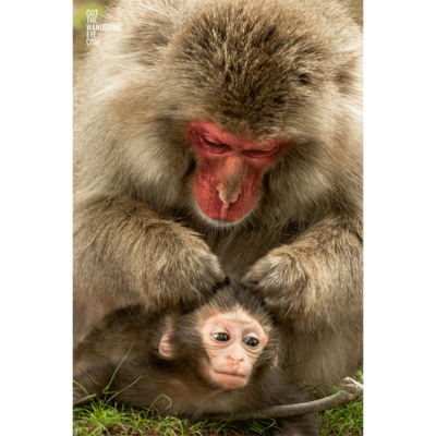 Wildlife photography. Grooming Monkeys mother and baby in Japan.