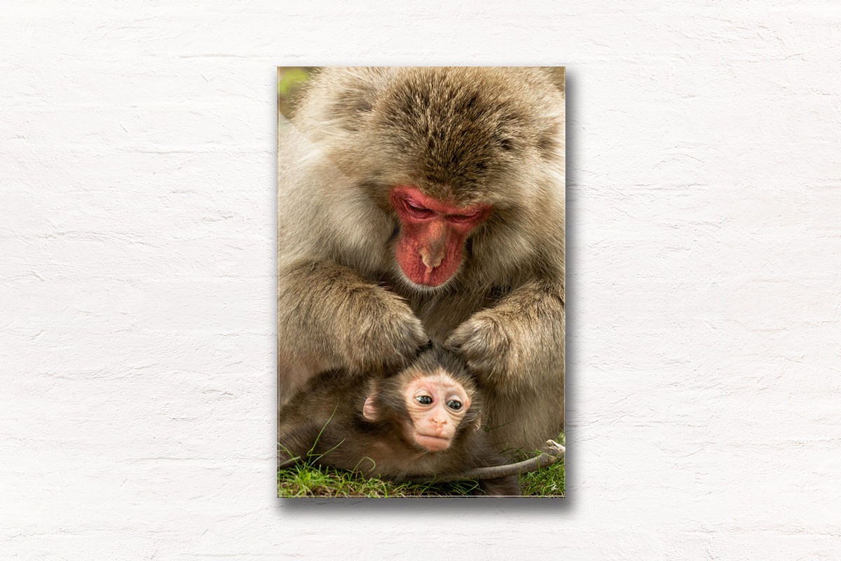 Wildlife photography. Grooming Monkeys mother and baby in Japan.