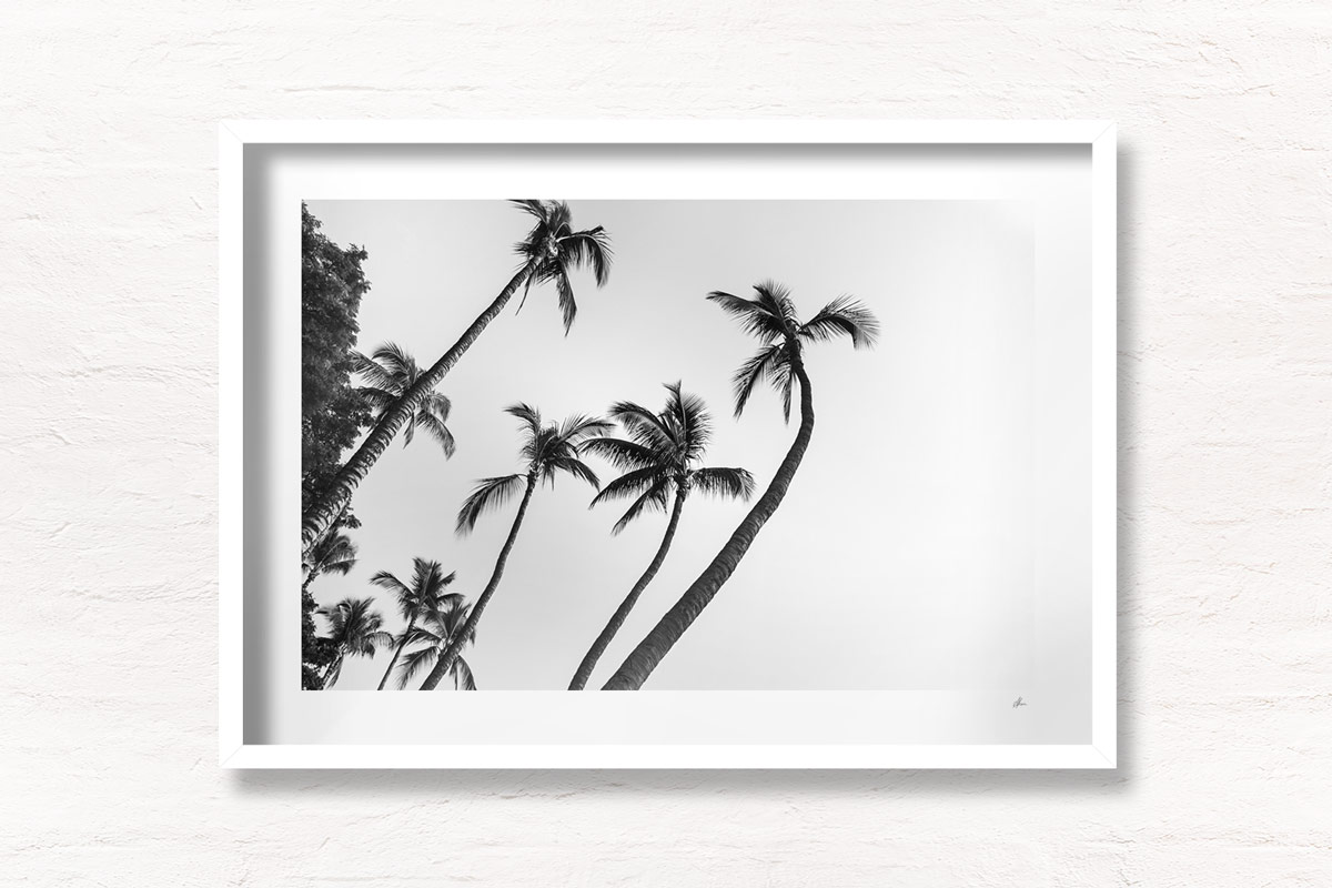 Black and white fine art photograph of swaying palm trees in Hawaii