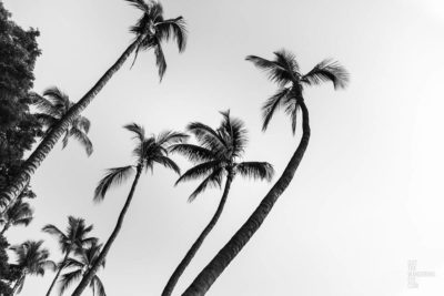 Black and white fine art photograph of swaying palm trees in Hawaii