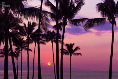 Hawaiian Palm Tree Sunset. Maui, Hawaii