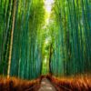 Woman in red kimono walking though The Bamboo Forest., Kyoto, Japan
