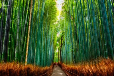 Woman in red kimono walking though The Bamboo Forest., Kyoto, Japan