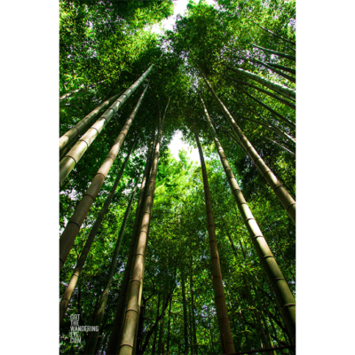 Bamboo Forest Japan