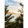 Sunrise in between Bondi Beach Pine Tree