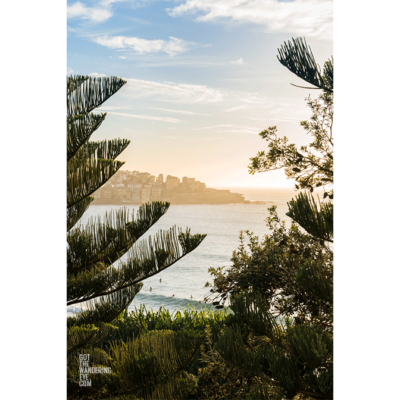 Sunrise in between Bondi Beach Pine Tree