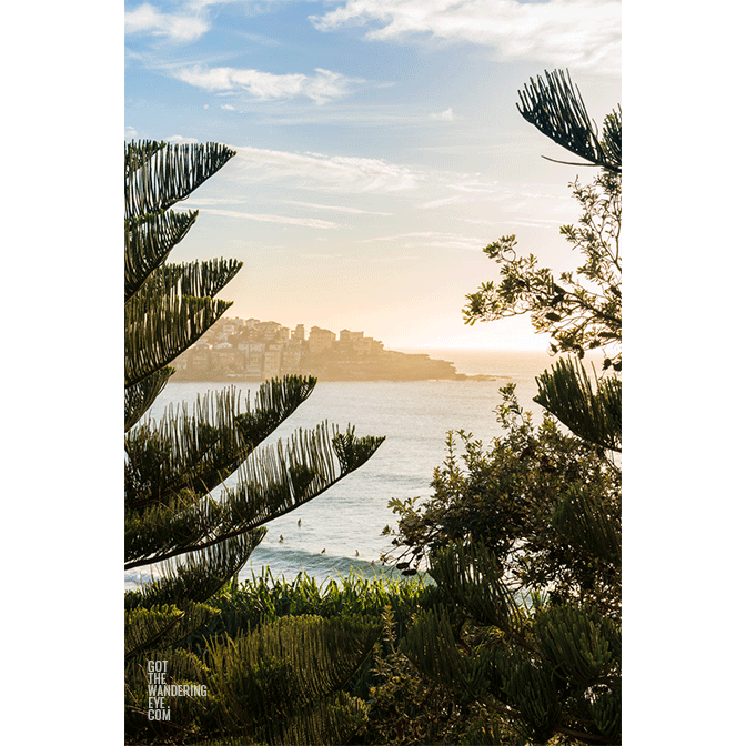 Sunrise in between Bondi Beach Pine Tree