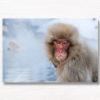 Snow Monkey In natural hot springs in winter