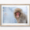 Snow Monkey In natural hot springs in winter