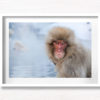 Snow Monkey In natural hot springs in winter