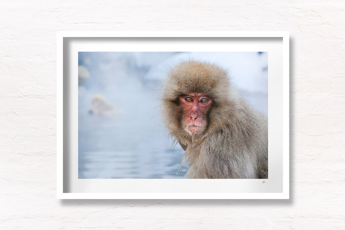 Snow Monkey In natural hot springs in winter