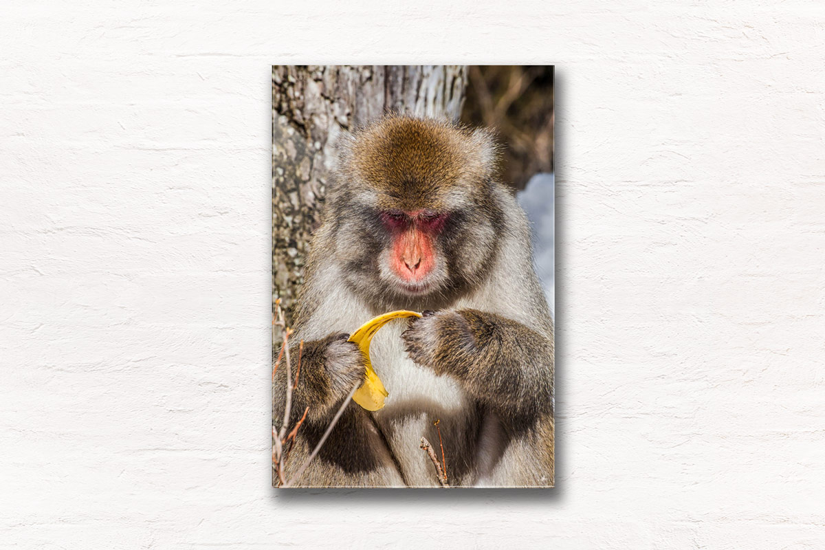 Snow Monkey Portrait. Monkey holding a banana peel