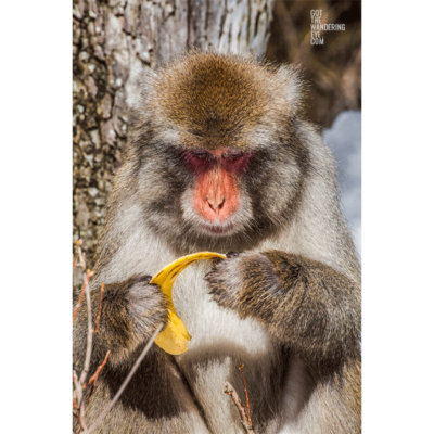 Snow Monkey Portrait. Monkey holding a banana peel