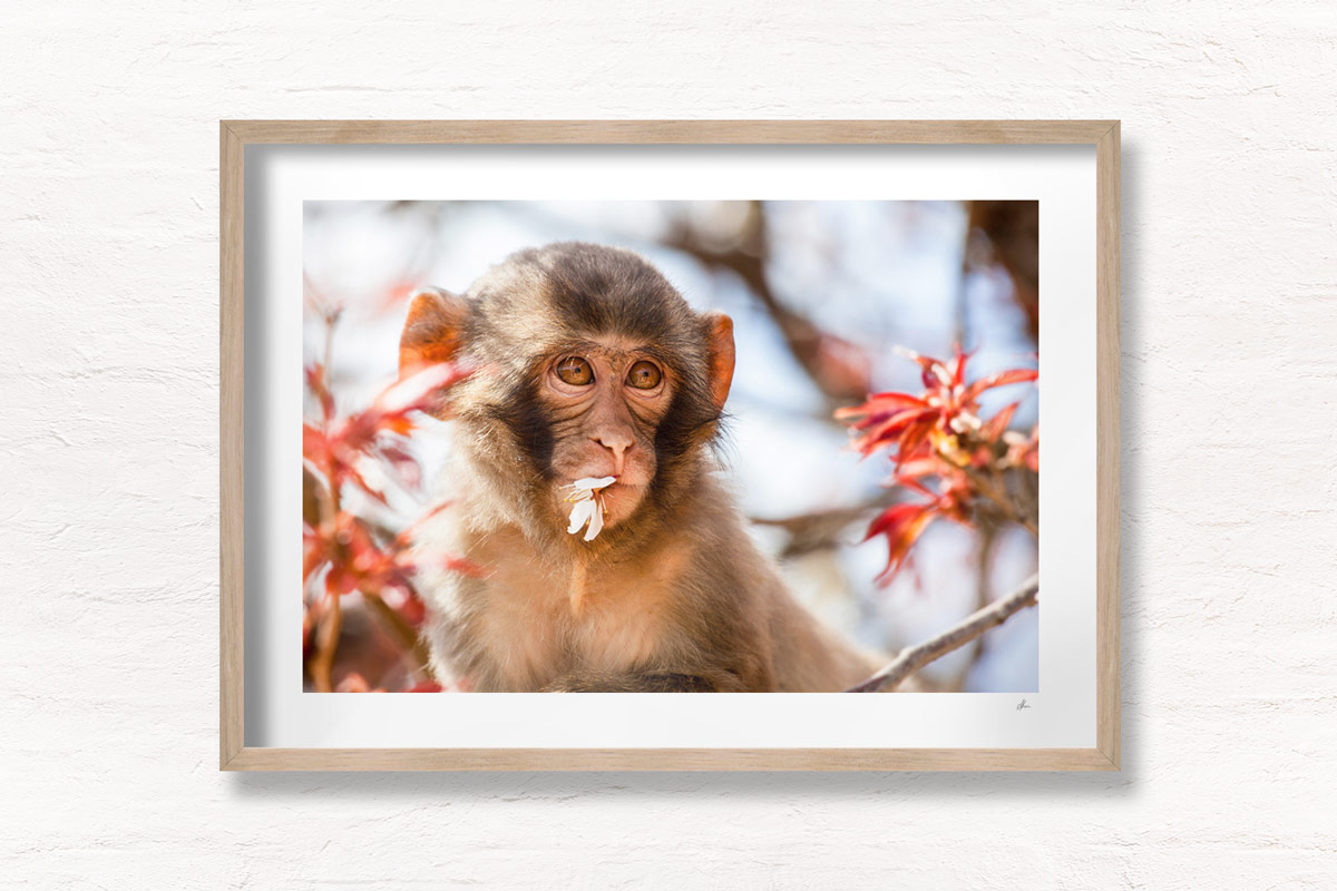 Baby Monkey Sakura Tree Kyoto Japan