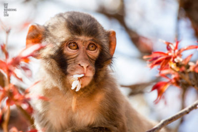 Baby Monkey Sakura Tree Kyoto Japan