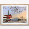 Cherry Blossoms Chureito Pagoda. Looking at a sunset of Mount Fuji