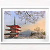 Cherry Blossoms Chureito Pagoda. Looking at a sunset of Mount Fuji