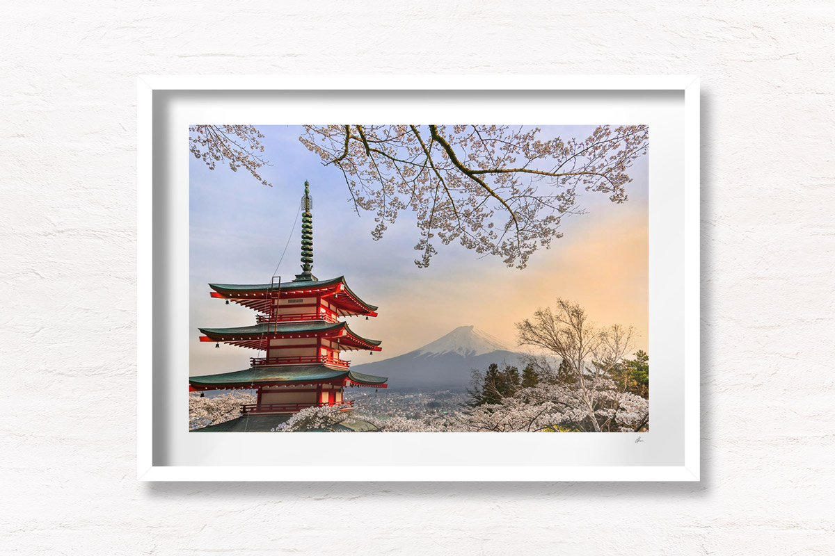 Cherry Blossoms Chureito Pagoda. Looking at a sunset of Mount Fuji