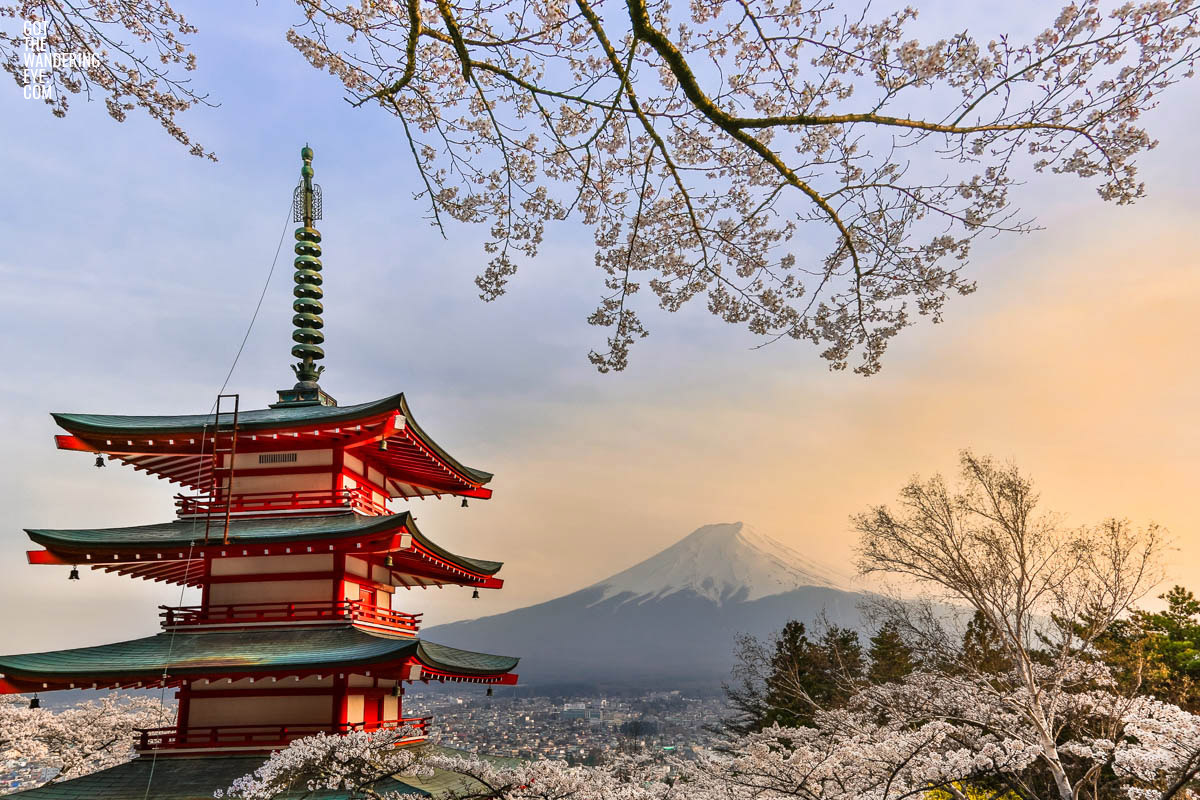Cherry Blossoms Chureito Pagoda. Looking at a sunset of Mount Fuji