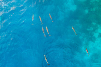 Aerial Dolphin Pod. Aerial view of dolphins in the Maldives
