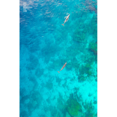 Dolphins in Maldives.