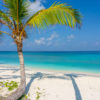 Palm Tree Tropical Paradise. Beautiful paradise Maldives