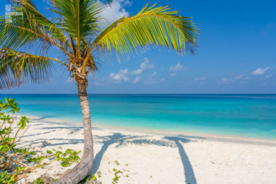 Palm Tree Tropical Paradise. Beautiful paradise Maldives